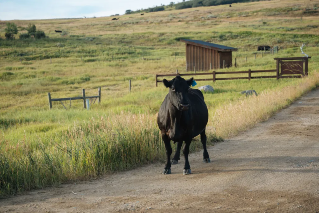 steamboat gravel cows